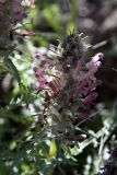 Pedicularis olgae. Соцветие. Узбекистан, зап. отроги Чаткальского хр., долина Аксакатасая. 23.04.2009.