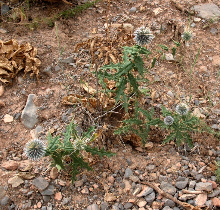 Image of Echinops praetermissus specimen.