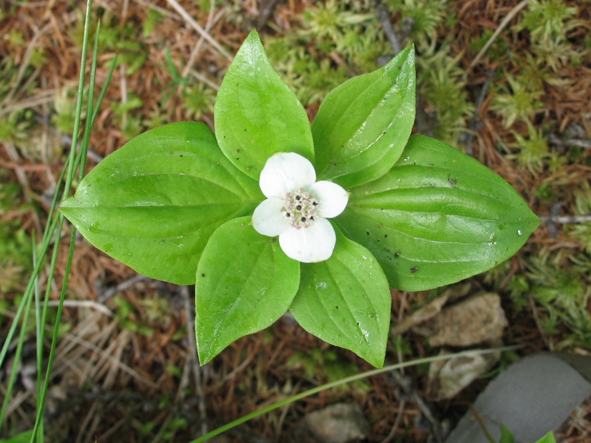 Image of Chamaepericlymenum canadense specimen.