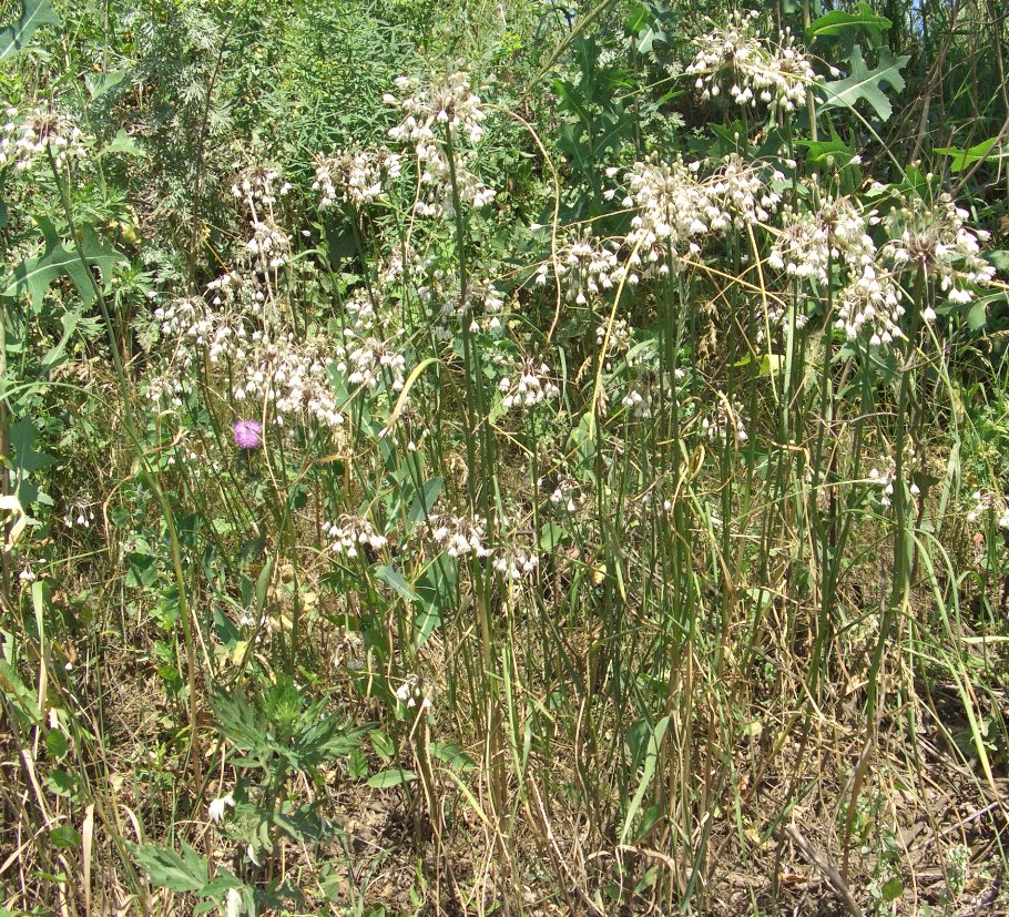 Image of Allium oleraceum specimen.