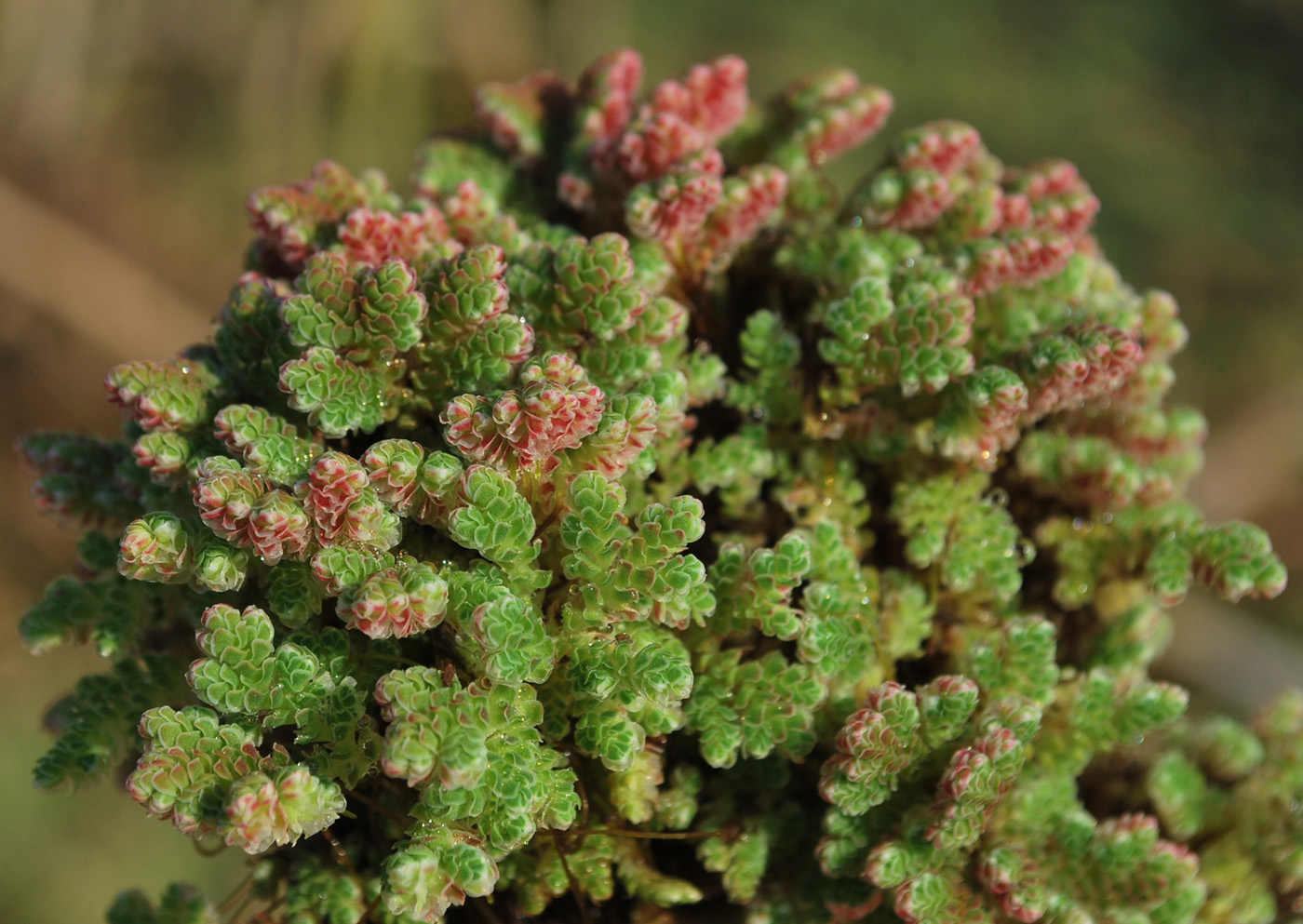 Изображение особи Azolla filiculoides.