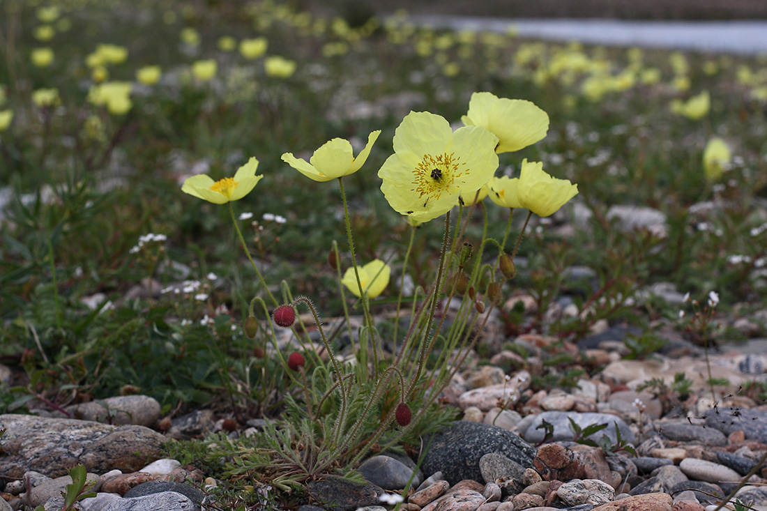 Изображение особи род Papaver.