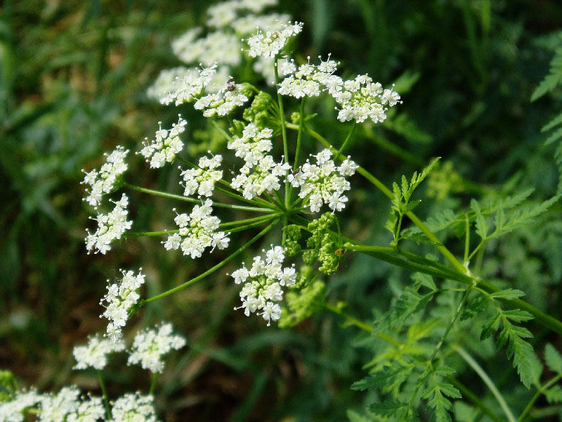 Изображение особи Conium maculatum.