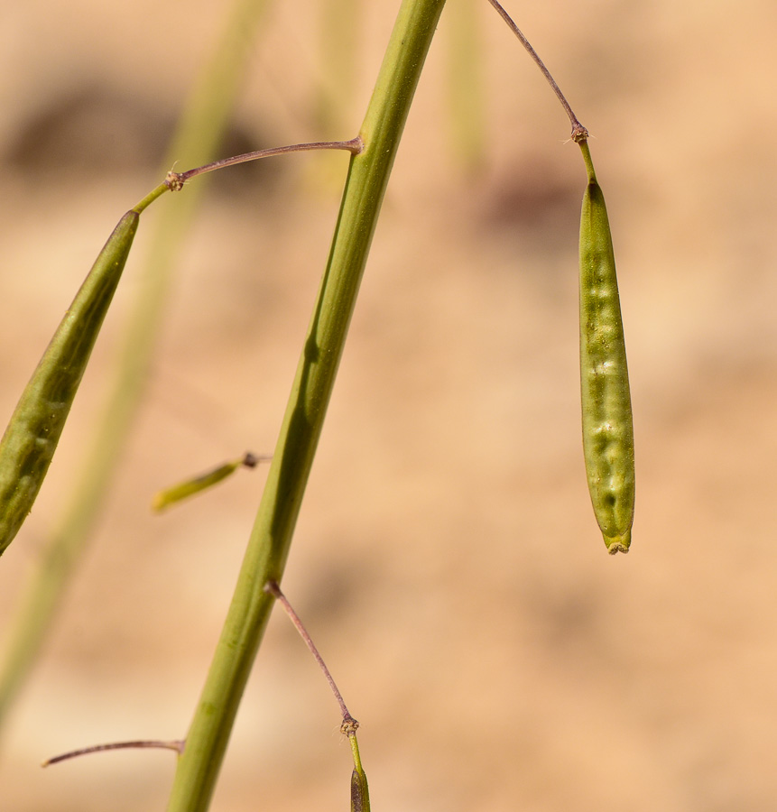 Image of Diplotaxis harra specimen.