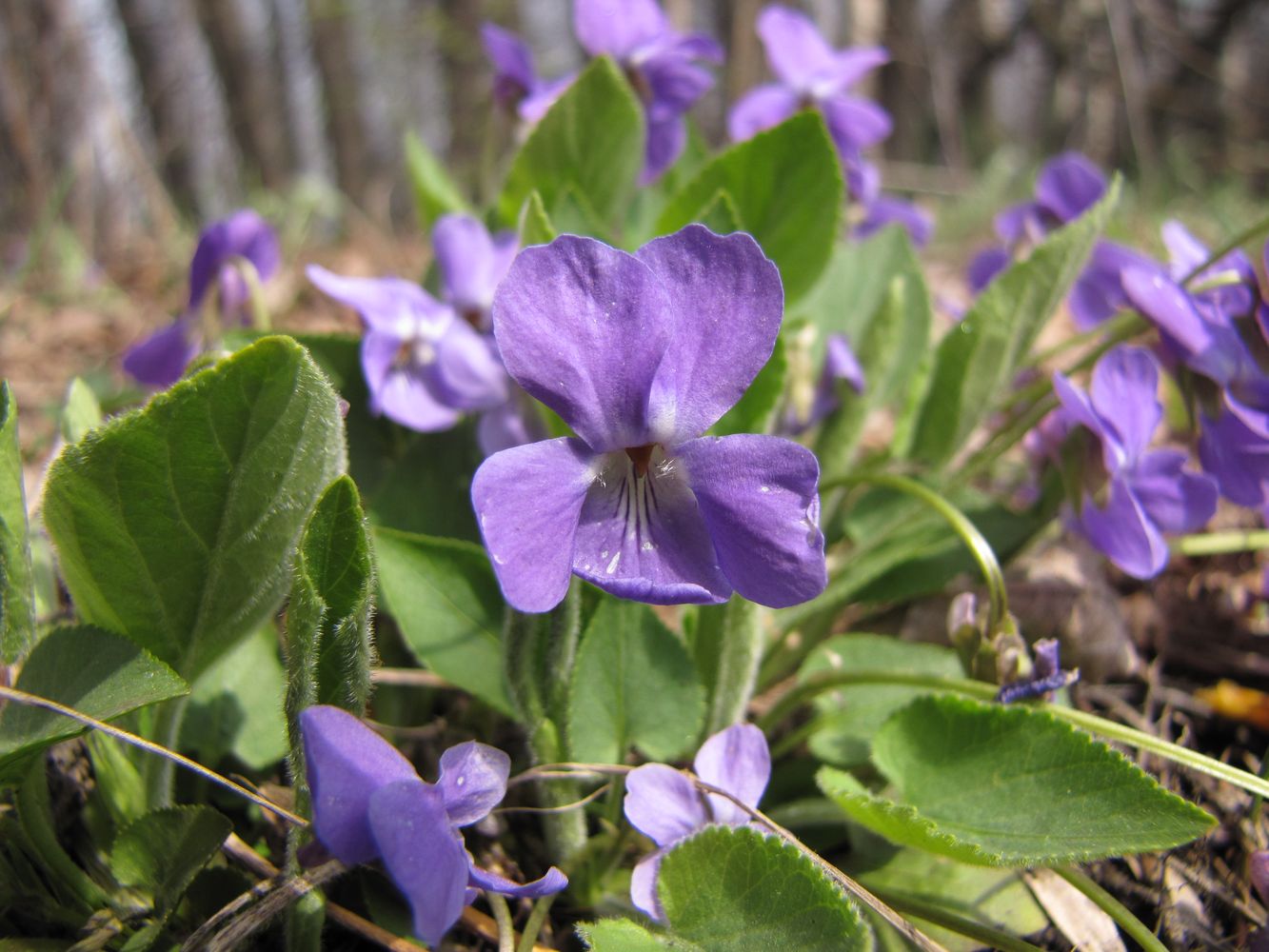 Image of Viola hirta specimen.