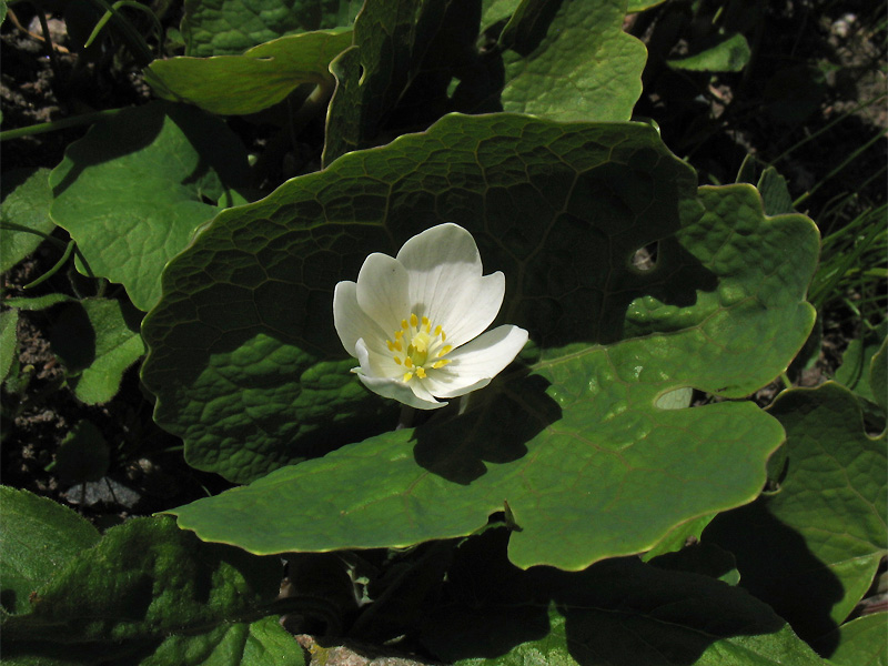 Изображение особи Sanguinaria canadensis.