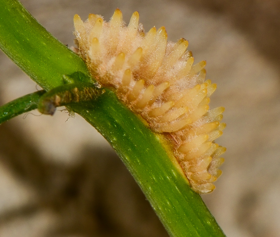 Image of Campsis radicans specimen.