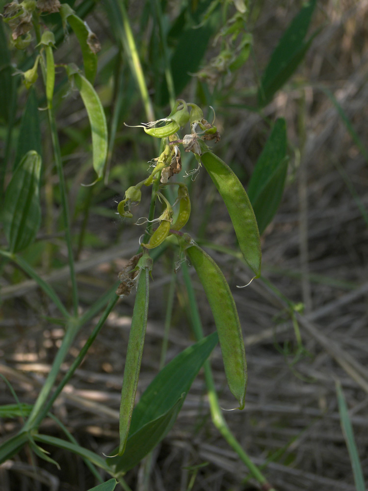 Изображение особи Lathyrus sylvestris.