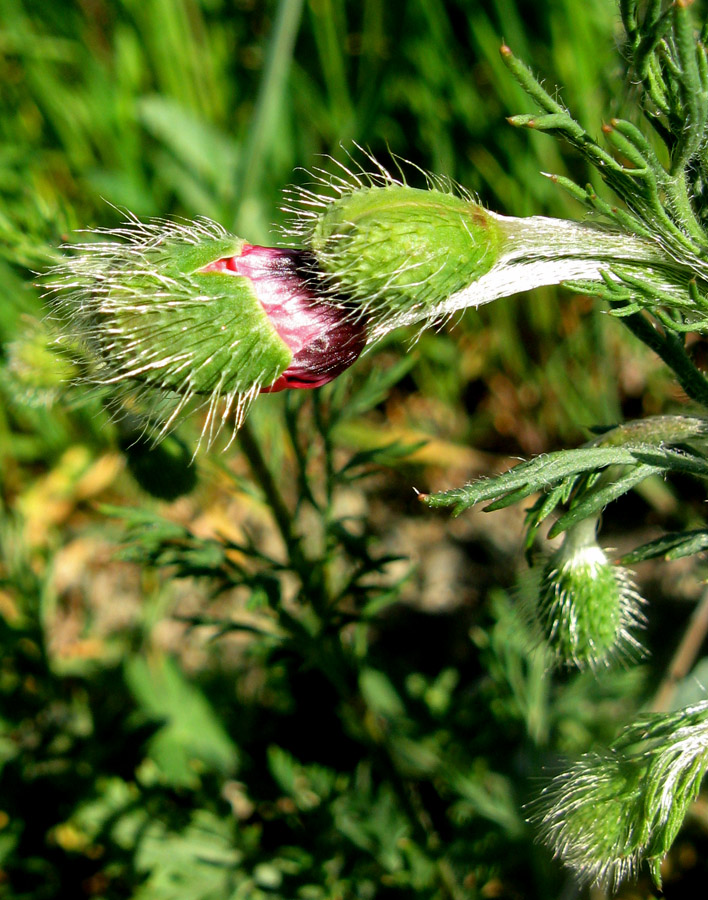 Image of Papaver hybridum specimen.