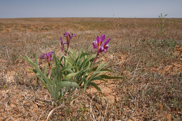 Изображение особи Iris scariosa.