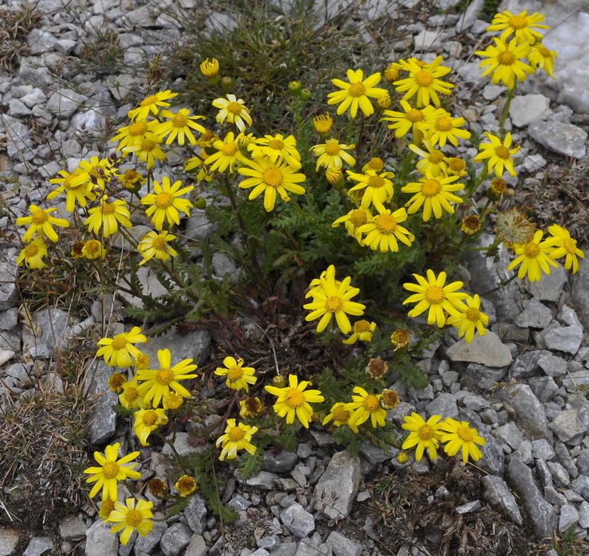 Image of Senecio squalidus specimen.