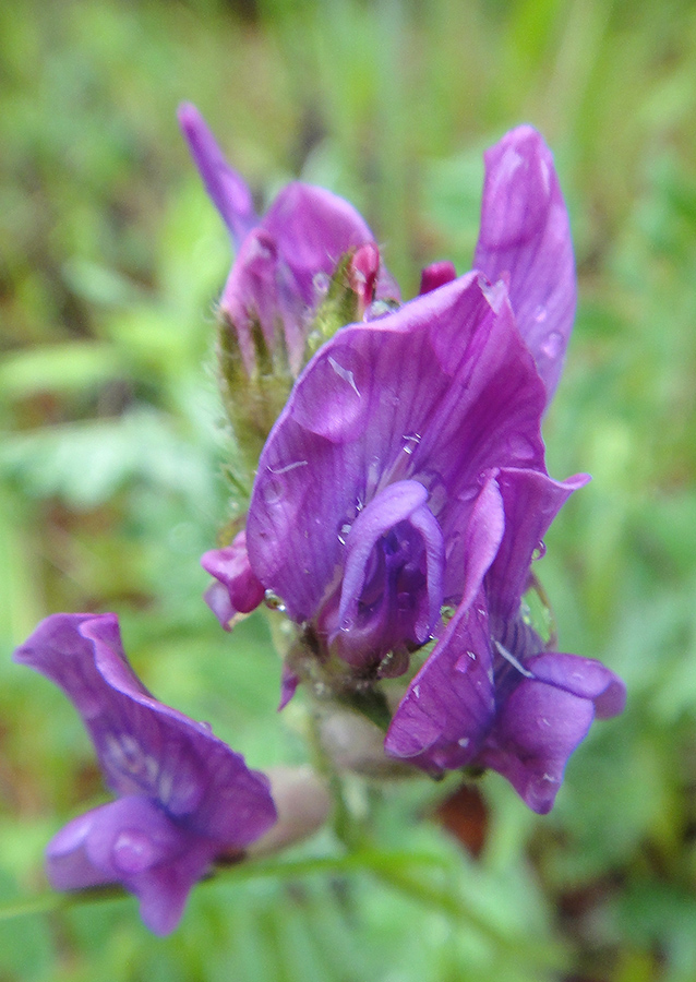 Image of Oxytropis strobilacea specimen.