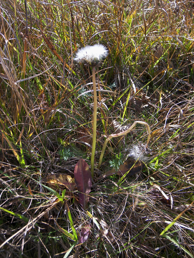 Изображение особи Taraxacum stevenii.