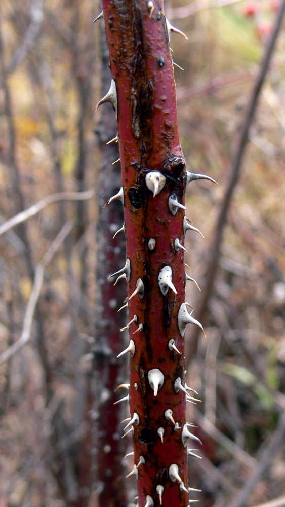 Image of Rosa cinnamomea specimen.