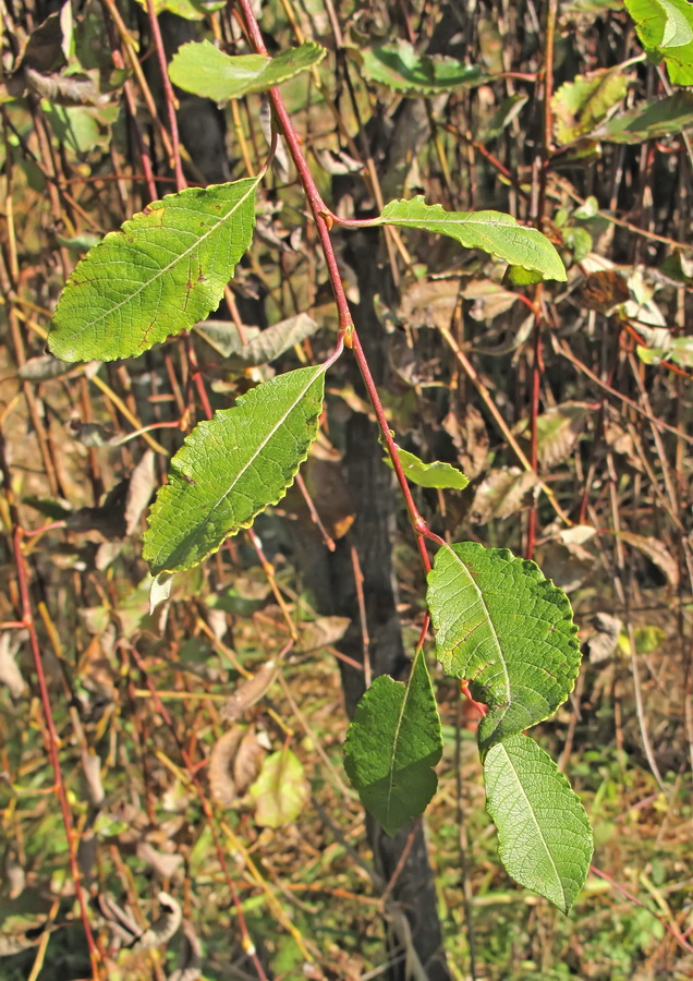 Image of Salix caprea specimen.