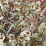 Смотреть изображение Anabasis articulata