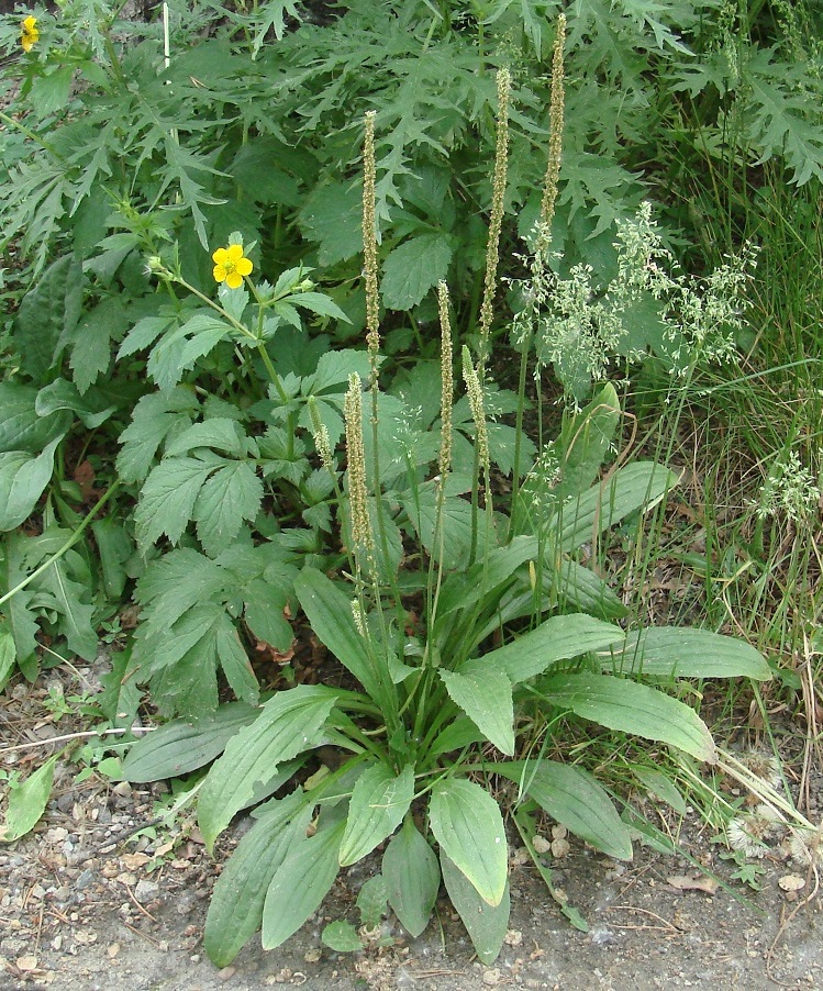 Изображение особи Plantago depressa.