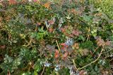 Mahonia aquifolium. Верхушки веточек со зрелыми плодами. Германия, г. Хаген. Декабрь 2013 г.