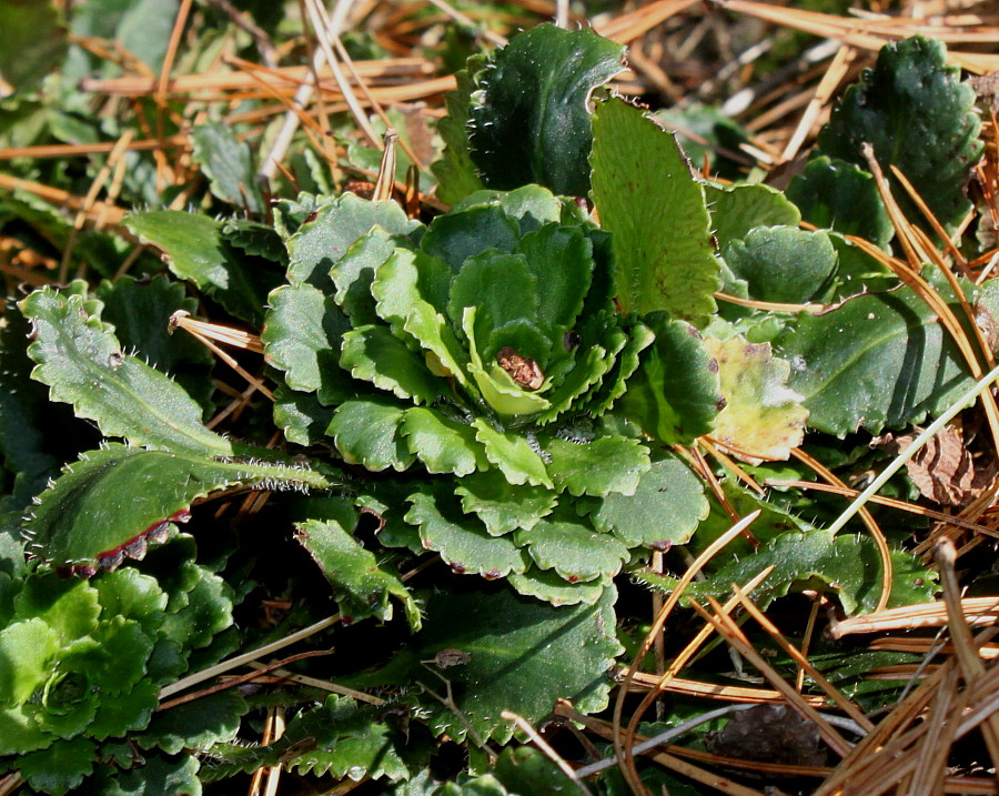 Изображение особи Saxifraga umbrosa.