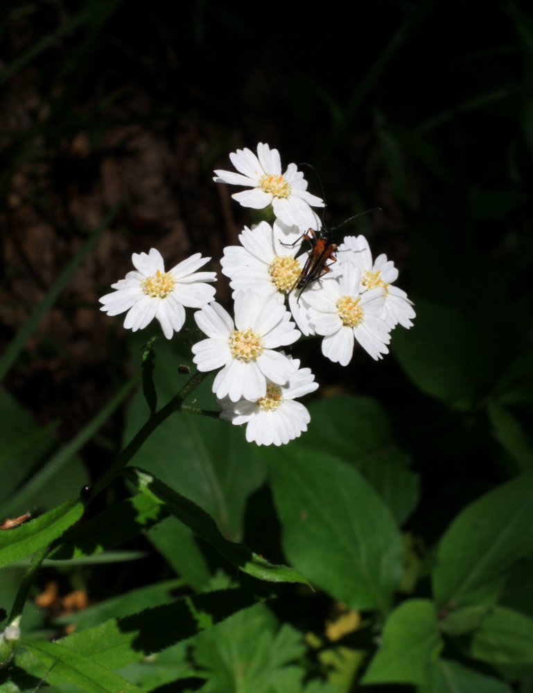 Image of Achillea biserrata specimen.