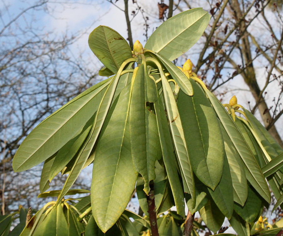 Image of Rhododendron calophytum specimen.