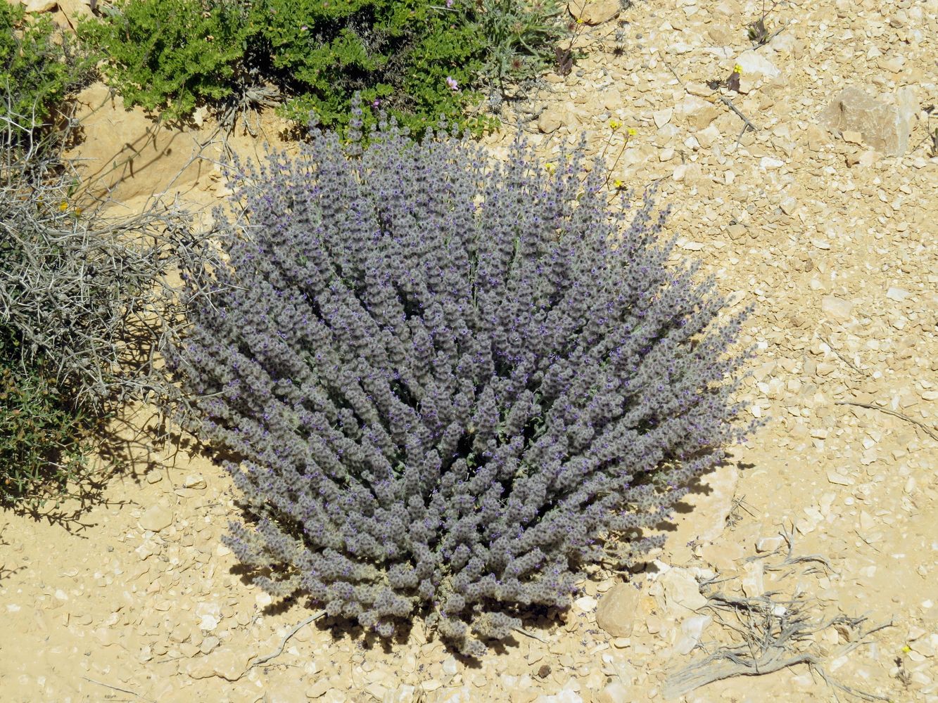 Image of Salvia deserti specimen.