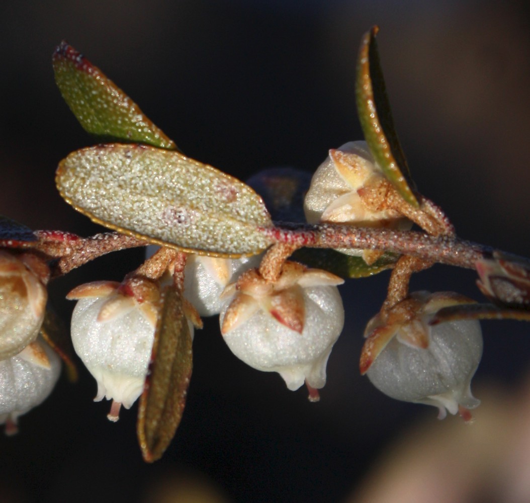 Image of Chamaedaphne calyculata specimen.