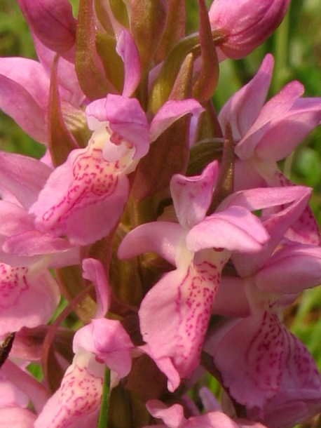 Image of Dactylorhiza incarnata specimen.