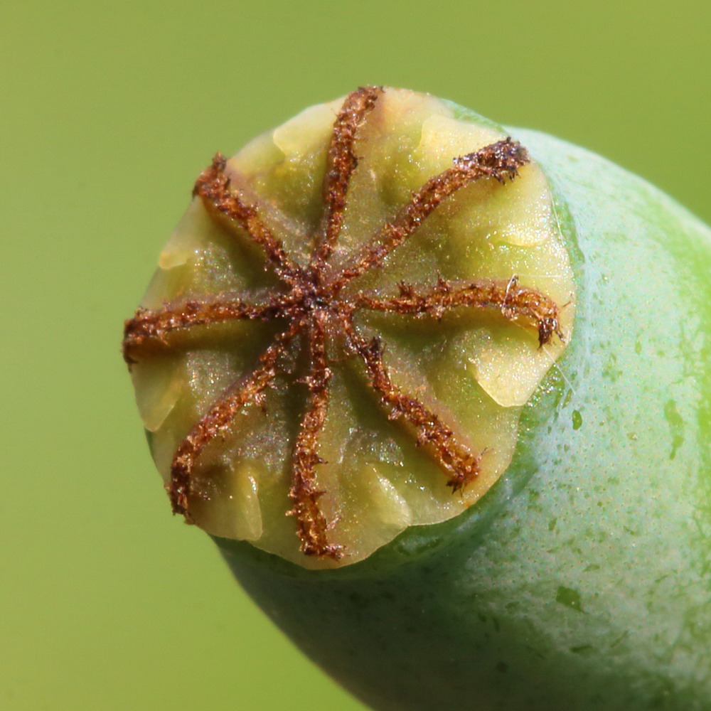 Image of Papaver stevenianum specimen.