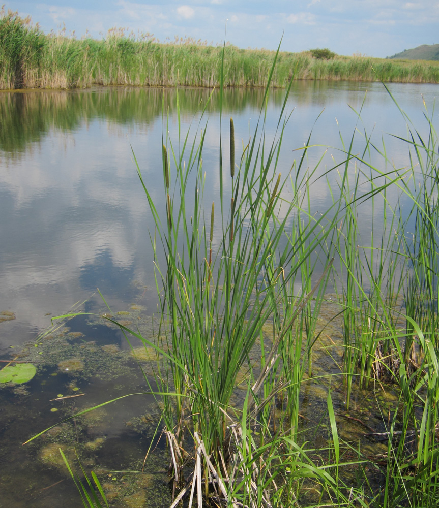 Image of genus Typha specimen.