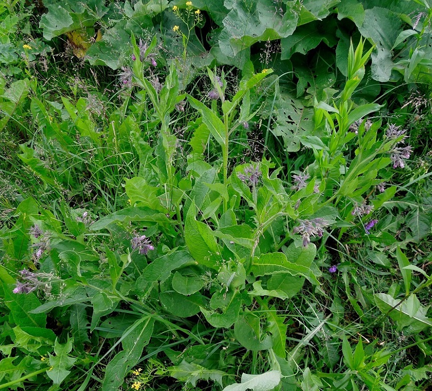 Image of Symphytum officinale specimen.