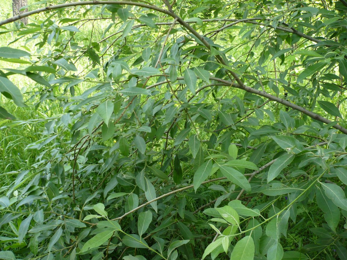 Image of genus Salix specimen.