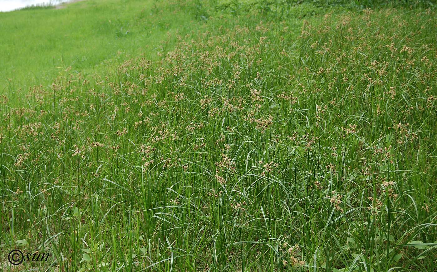 Изображение особи Bolboschoenus planiculmis.