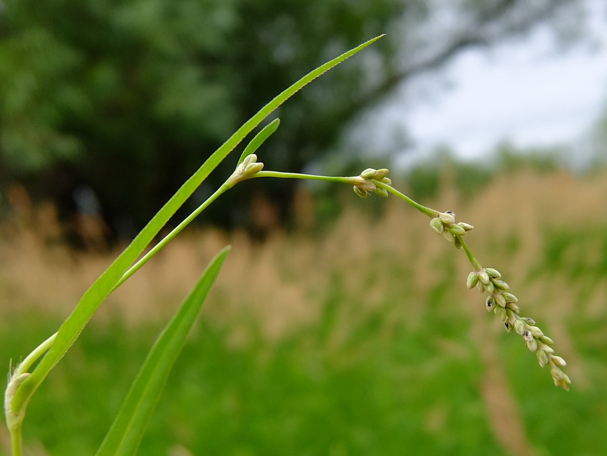 Изображение особи Persicaria sungareensis.