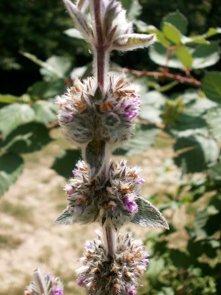 Изображение особи Stachys velata.