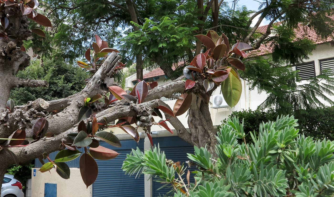 Image of Ficus elastica specimen.