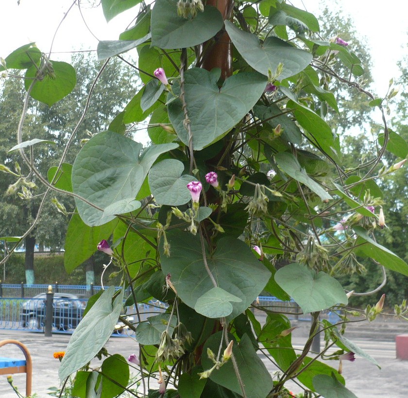 Image of Ipomoea purpurea specimen.