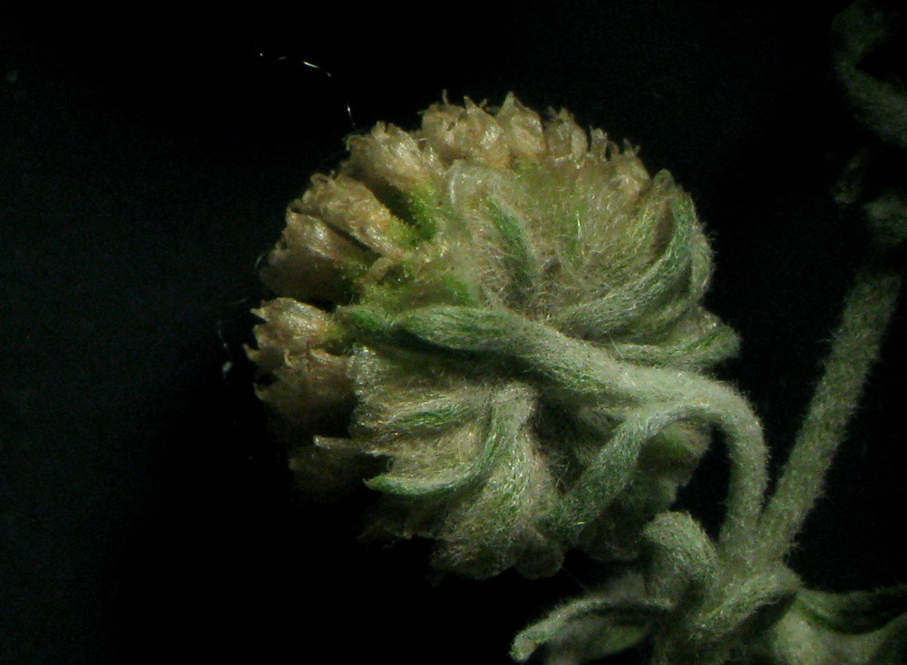 Image of Artemisia jacutica specimen.