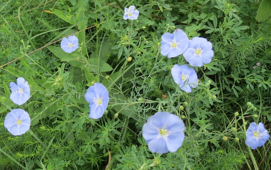 Image of Linum usitatissimum specimen.