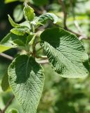 Viburnum lantana. Верхушки побегов с молодыми листьями. Краснодарский край, Черноморское побережье Кавказа, окрестности Геленджика, территория Верхнего парка сафари. 05.05.2013.