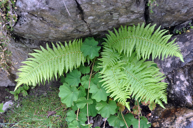 Image of Dryopteris filix-mas specimen.