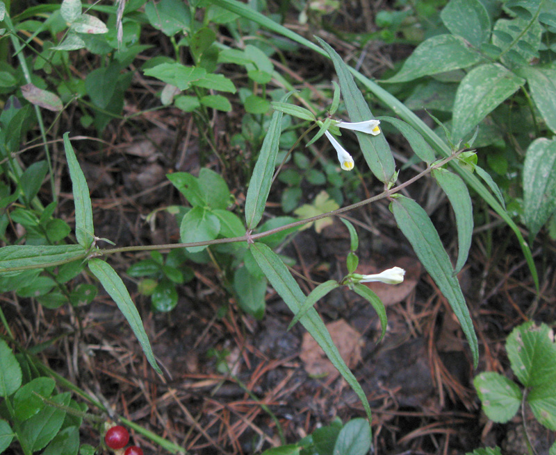 Image of Melampyrum pratense specimen.