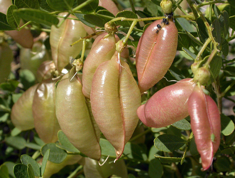 Image of Colutea cilicica specimen.