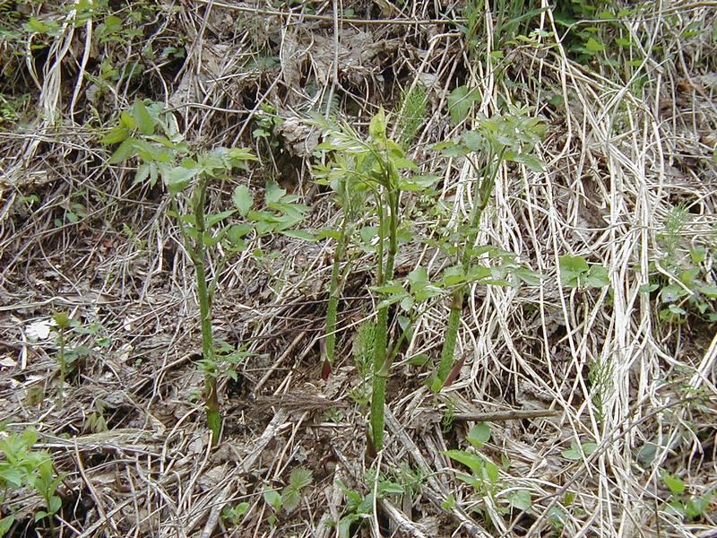 Image of Aralia elata specimen.