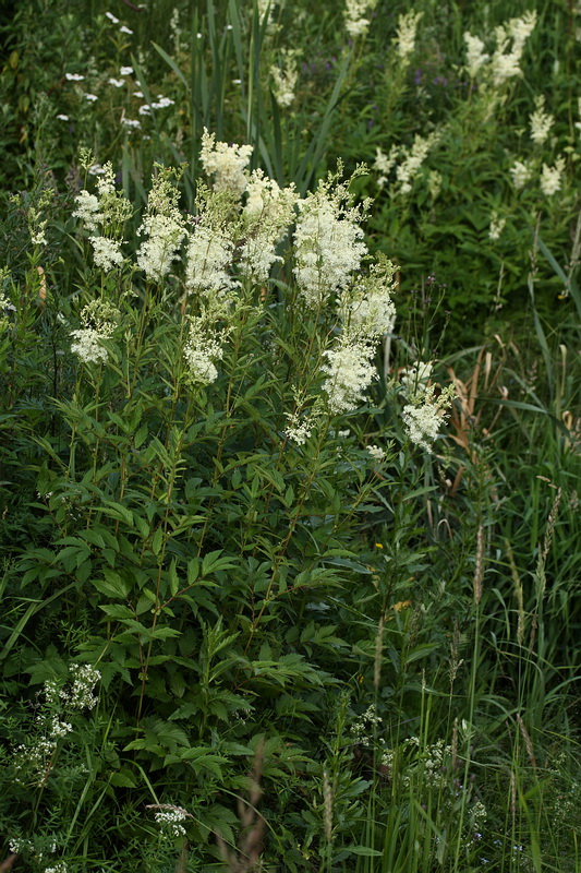 Image of Filipendula ulmaria ssp. denudata specimen.