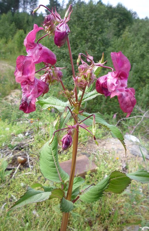 Изображение особи Impatiens glandulifera.