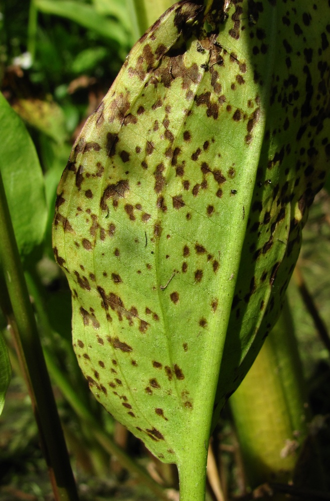 Изображение особи Alisma plantago-aquatica.