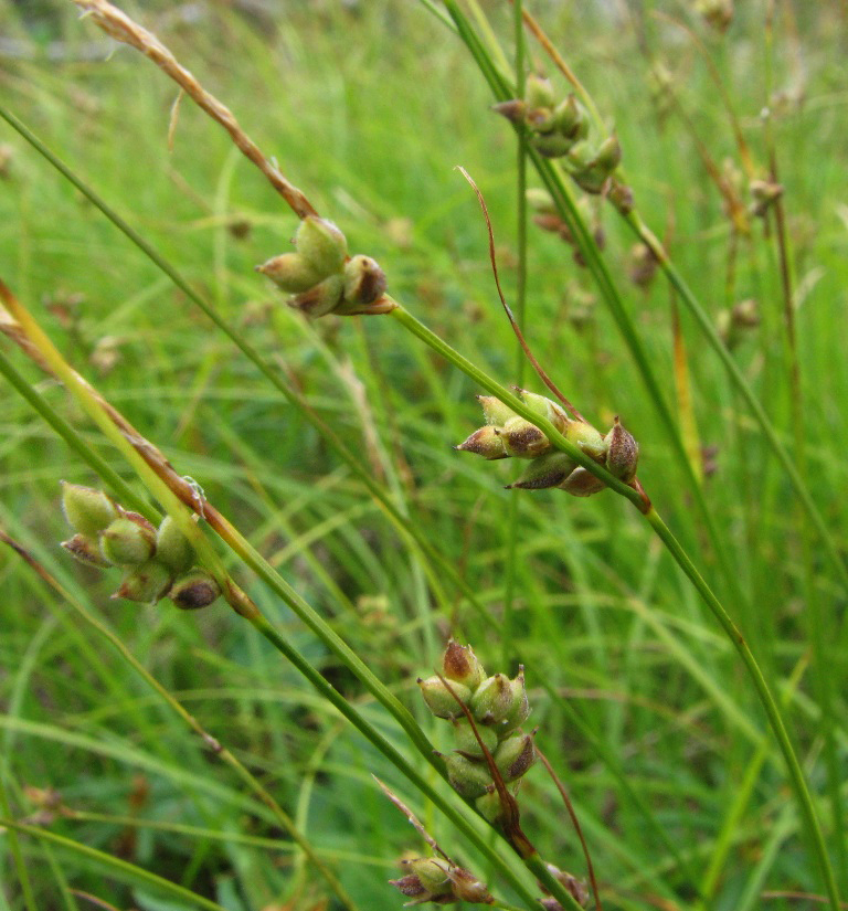 Image of Carex globularis specimen.