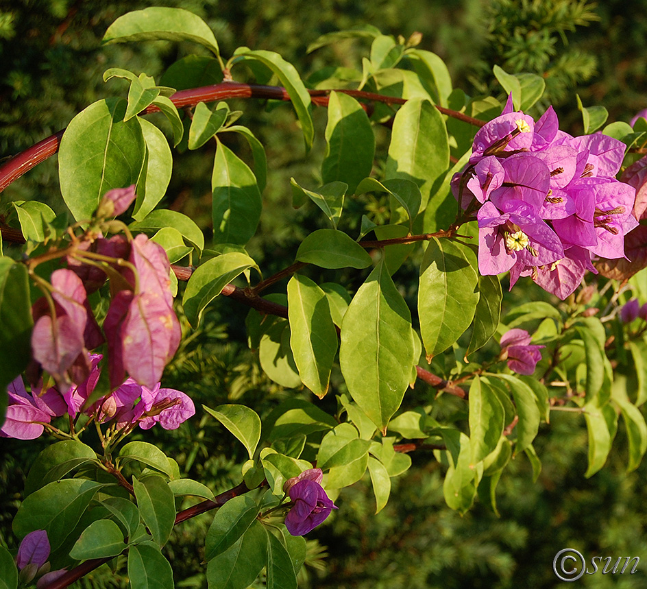 Image of Bougainvillea glabra specimen.