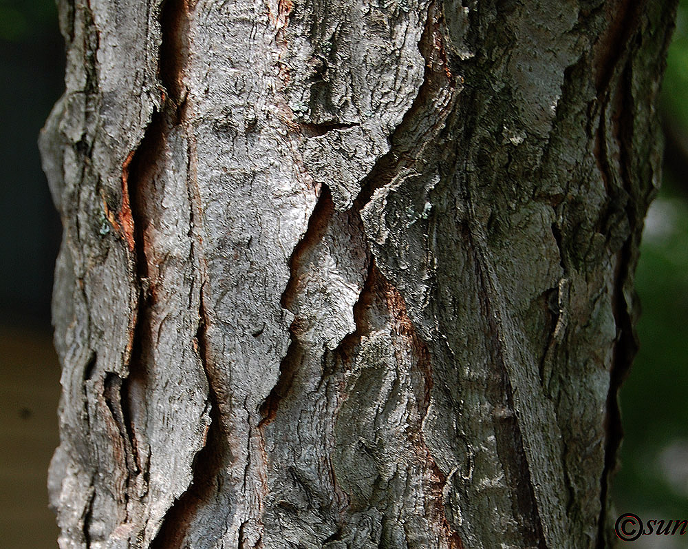 Image of Ailanthus altissima specimen.